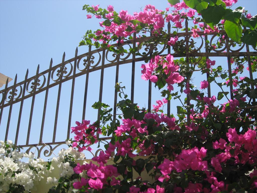 Villa Shahrazad Hurghada Bagian luar foto